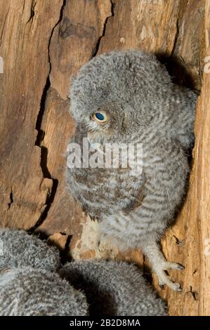 Eastern Screech Owl Babies, Owlets (Otus asio) Inside Tree Cavity, Nest, E USA, von Bill Lea/Dembinsky Photo Assoc Stockfoto
