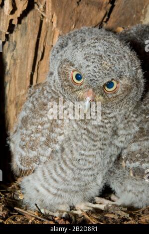 Eastern Screech Owl Babies, Owlets (Otus asio) Inside Tree Cavity, Nest, E USA, von Bill Lea/Dembinsky Photo Assoc Stockfoto