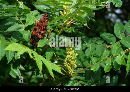 Staghorn Sumac (Rhus Typhina), blühend und im Samen, Eastern USA, von Dembinsky Photo Assoc Stockfoto