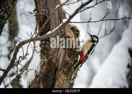 Ein Großartiger Gefleckter Specht klammert sich in den französischen Alpen an einen Baum im Schnee - Dendrocopos Major Stockfoto