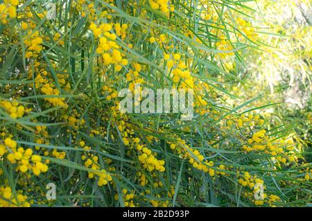 Großer Busch mit gelben Akazienblüten im Lichtfilter der Blüte Stockfoto