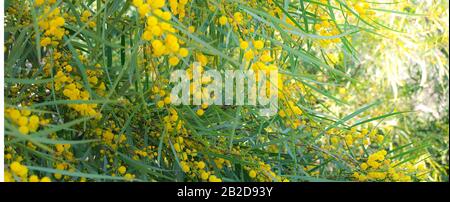 Großer Busch mit gelben Akazienblüten im Lichtfilter der Blüte Stockfoto