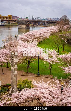 Portland direkt am Ufer entlang des Willamette River, mit Kirschblüte Stockfoto