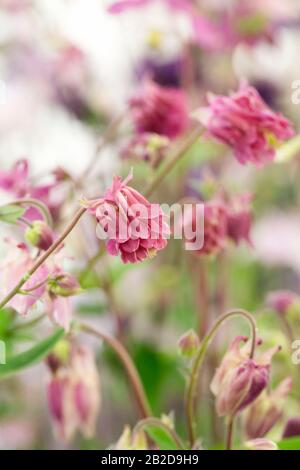 Aquilegia vulgaris blüht Stockfoto