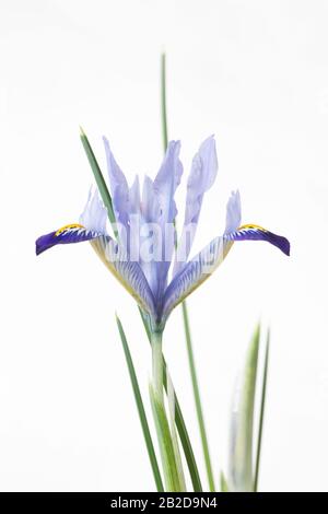 Iris reticulat 'Carolina' Stockfoto