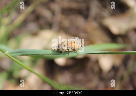 Arbeiter Honigbiene, die an einem Grashalm neben dem Bienenstock hängt Stockfoto