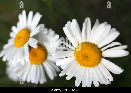 Wildes Chrysanthemum leucanthemum Stockfoto