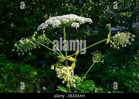 Hogweed Nahaufnahme. Giftige und gefährliche Pflanzen mit einem dicken Stamm und weißen Blumen Stockfoto