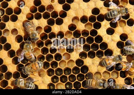 Bienen auf Brutrahmen, die sich zu Eiern und Larve tendieren Stockfoto