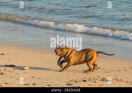 Hund spielt bei Sonnenuntergang am Strand Stockfoto