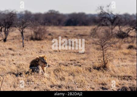 Eindruck eines männlichen Löwen - Panthera leo - ruht auf den Ebenen von Etosha National Park, Namibia; Fang die Morgensonne. Stockfoto