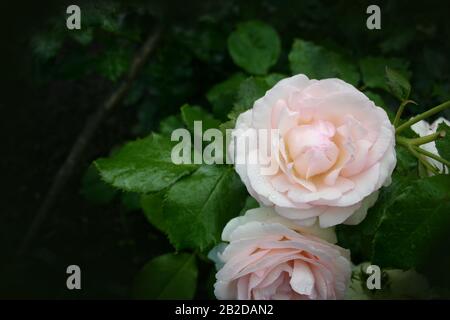 Heikle Rosa stand nach Regen auf einem tiefgrünen Hintergrund mit Textraum auf einem Busch Stockfoto