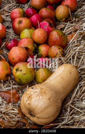 Herbstliches Gemüse in einer saisonalen Anzeige auf einem Bauernmarkt mit einem Squash und einigen rot-grünen, frisch gepflückten Äpfeln. Stockfoto