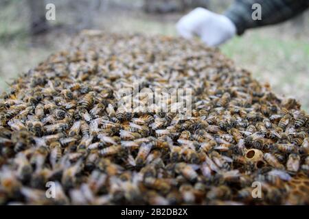 Bienen auf Brutrahmen, die sich zu Eiern und Larve tendieren Stockfoto