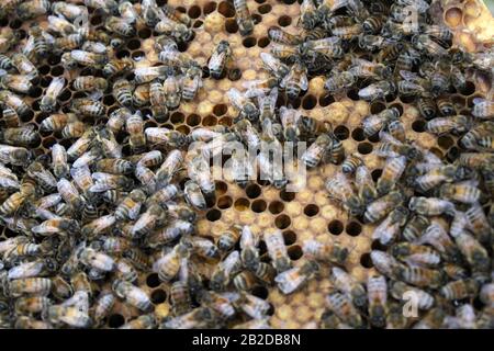 Bienen auf Brutrahmen, die sich zu Eiern und Larve tendieren Stockfoto
