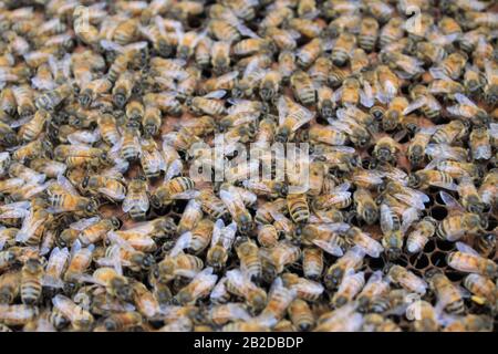 Bienen auf Brutrahmen, die sich zu Eiern und Larve tendieren Stockfoto