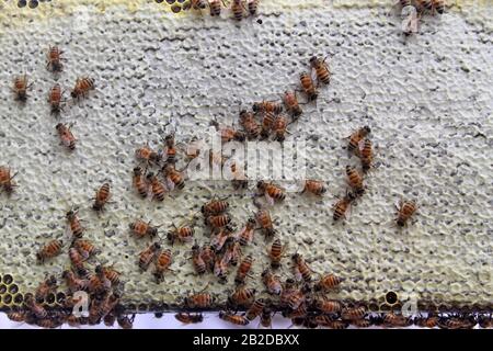 Bienen auf Rahmen mit gekapptem Honig und etwas Nektar Stockfoto