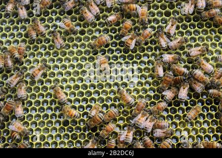 Arbeiterbienen auf einem ganzen Rahmen von Nektar Stockfoto