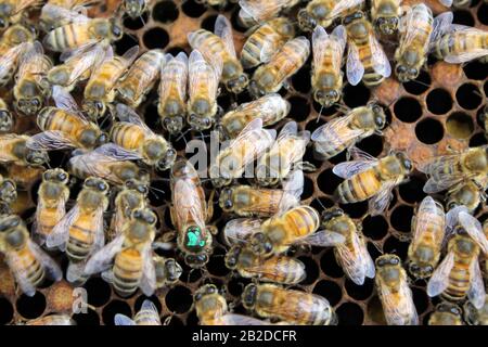 Bienen auf Brutrahmen, die sich zu Eiern und Larve tendieren Stockfoto