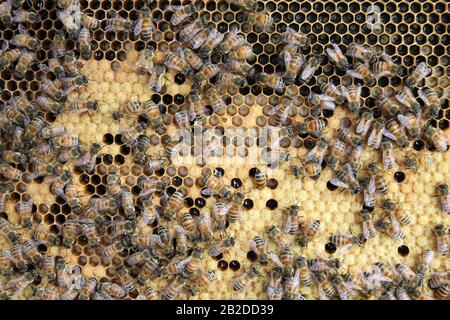 Bienen auf Brutrahmen, die sich zu Eiern und Larve tendieren Stockfoto