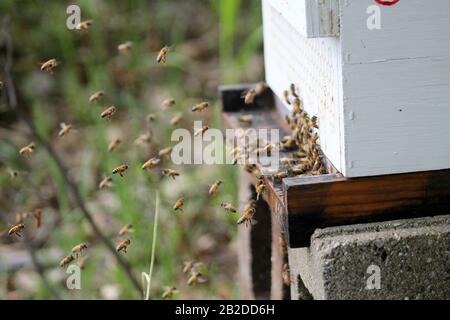 Arbeiterbienen und Drohnen fliegen in und aus dem Bienenkorb Stockfoto