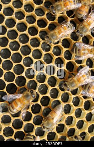 Bienen auf Brutrahmen, die sich zu Eiern und Larve tendieren Stockfoto