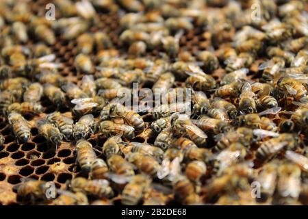 Bienen auf Brutrahmen, die sich zu Eiern und Larve tendieren Stockfoto