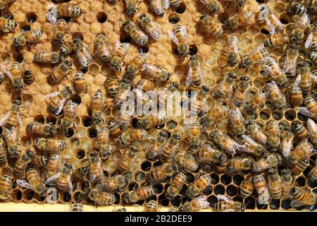 Bienen auf Brutrahmen, die sich zu Eiern und Larve tendieren Stockfoto