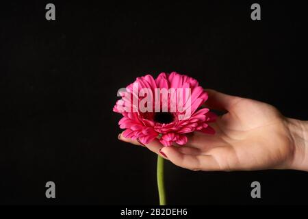 Hand hält rosa gerber isoliert auf schwarzem Hintergrund. Stockfoto