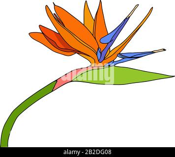 Strelitzia reginae tropisches Südafrika blüht isoliert. Vector Illustration.Bloom Bouquet Design.Plant bekannt als Kranblume, Vogel des Paradieses. Stock Vektor