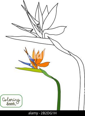 Malbuch strelitzia reginae tropische Blumen isoliert auf weißem Hintergrund. Vektorgrafiken umreißen: Kranblumen, Paradiesvogel Stock Vektor