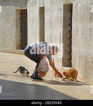 Istanbul, Türkei - 17. September 2019. Ein Anwohner ernährt einige der zahlreichen Straßenkatzen in Istanbul im Uskudar-Viertel Stockfoto