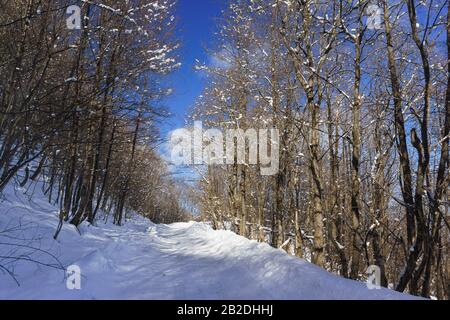 Winterstraße im schneebedeckten Wald klarer Sonnentag. Russland, Republik Adygea, eine Hochebene von Lago-Naki Stockfoto