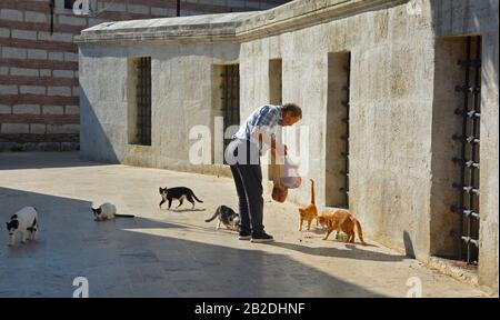 Istanbul, Türkei - 17. September 2019. Ein Anwohner ernährt einige der zahlreichen Straßenkatzen in Istanbul im Uskudar-Viertel Stockfoto