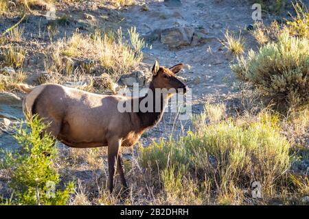 Wilder Elk streift und weidet im Yellowstone-Nationalpark Stockfoto