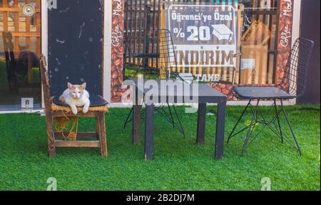 Istanbul, Türkei - 17. September 2019. Eine der zahlreichen Straßenkatzen in Istanbul sitzt vor einem Café im Uskudar-Viertel Stockfoto