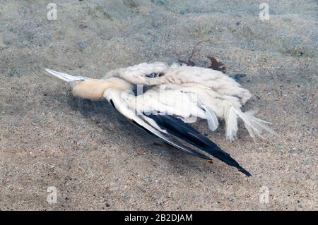 Toter Gannet, Morus bassanus, der im Meer vor einem Strand in Shetland schwimmt. Stockfoto