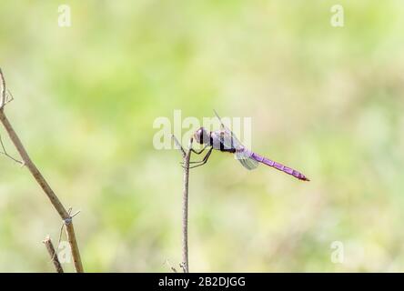 Roseate Skimmer Dragonfly (Orthemis ferruginea) Thront auf einem Ast Über einem Teich in Jalisco, Mexiko Stockfoto