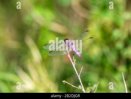 Roseate Skimmer Dragonfly (Orthemis ferruginea) Thront auf einem Ast Über einem Teich in Jalisco, Mexiko Stockfoto