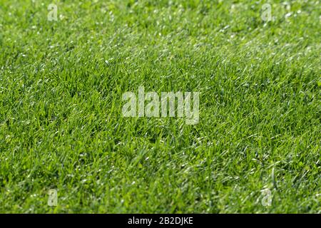 Hohe Auflösung natürliche Green Grass Hintergrundtextur, Kopierraum, Draufsicht. Design Konzept Textur. Konzentrieren Sie sich auf die Mitte. Stockfoto