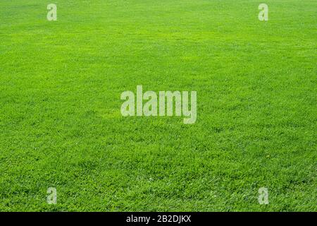 Textur Hintergrund von frischen, natürlichen frischen grünen Gras in Perspektive. Design Konzept von grünem Gras. Stockfoto