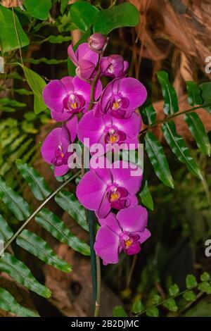 Phalaenopsis, violette Orchidee mit grünem Pflanzenhintergrund Stockfoto