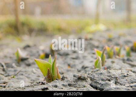 Sprießende Tulpen in einem Feld bei Nahaufnahme, Mittag unter hellem Sonnenlicht EINE Reihe junger Tulpen sprießt im frühen Frühjahr in einem Garten Stockfoto