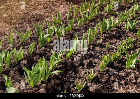 Sprießende Tulpen in einem Feld bei Nahaufnahme, Mittag unter hellem Sonnenlicht EINE Reihe junger Tulpen sprießt im frühen Frühjahr in einem Garten Stockfoto