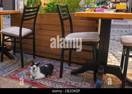 Eine der zahlreichen Straßenkatzen von Istanbul sitzt außerhalb eines Cafés im Stadtteil Uskudar auf der asiatischen Seite der Stadt Stockfoto