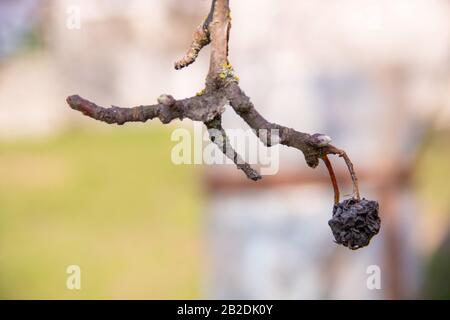 apfelsalenzweig mit ausgetrocknetem apfelfrühfrühling im vergangenen Jahr in der Garten-Nder-Sonnenbeleuchtung. Getrockneter apfel im apfelbaum mit wunderschönem Bokeh-Backgroschen Stockfoto