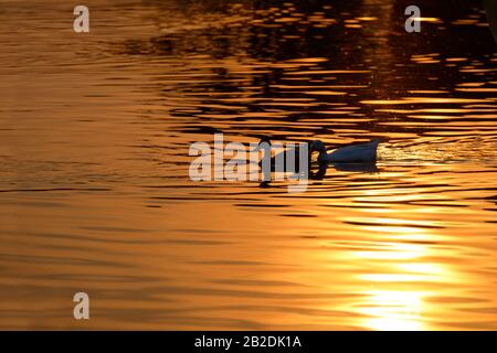 Zwei Enten schwimmen bei Sonnenuntergang im wunderschönen goldenen Wasser. Schwarze Ente und weiße Ente schwimmen zusammen im Goldsee. Stockfoto