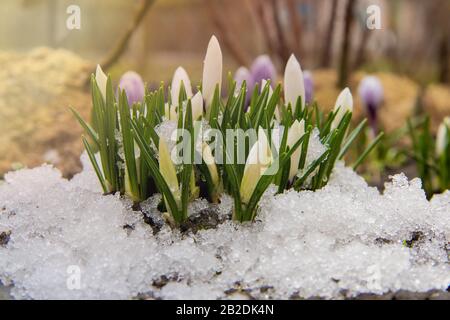 Eine Gruppe weißer Krokusse sprießt im Frühfrühlingsblütenbett im Hintergrund aus dem Schnee Stockfoto