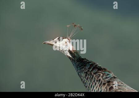 Weiblicher Pfau Kopf, detailreiches Foto aus nächster Nähe mit schönen Bokeh. Stockfoto