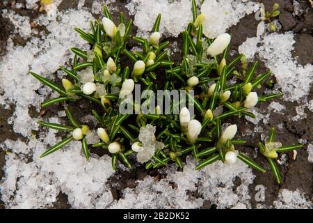 Eine Gruppe weißer Krokusse sprießt im Frühfrühlingsblütenbett im Hintergrund oben aus dem Schnee Stockfoto